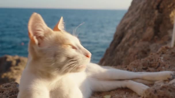 Chat Blanc Trouve Sur Bord Une Falaise Dans Mer Plissant — Video