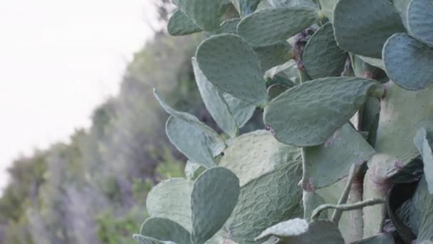 昂贵的梨子仙人掌 在悬崖上生长着可食用的果实 — 图库视频影像