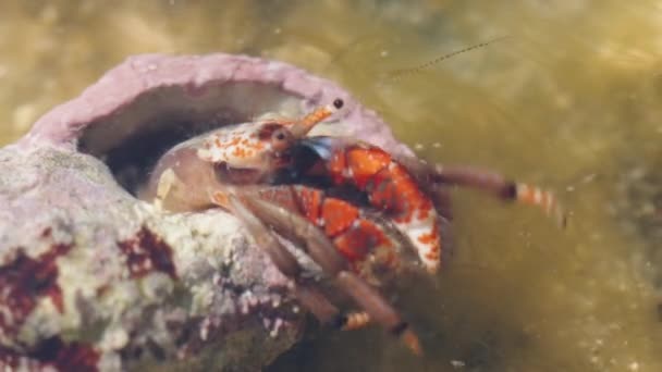 Mały Krab Pustelnik Fioletową Starą Skorupą Odwracanie Czołganie Się Super — Wideo stockowe