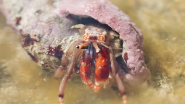 一只长着紫色旧壳的小隐士蟹 翻动和爬行 超级宏观 — 图库视频影像