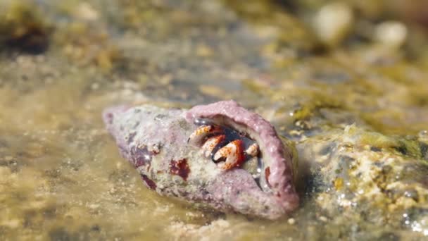 Petit Crabe Ermite Peur Sortir Coquille Macro Shot — Video