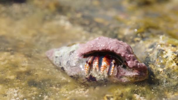 一只小寄居蟹从壳里探出头来 翻了翻宏观摄影 — 图库视频影像