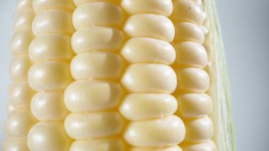 Mısır koçanı beyaz arkaplanda döner, yakın plan, kamera aşağı kayar.