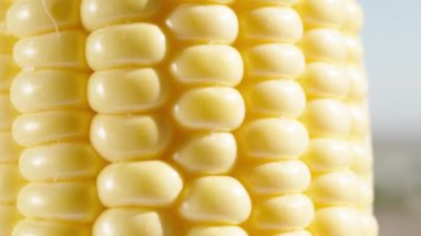 Yeşil yapraklı mısır koçanı ve su damlaları, dönüşümlü. aşırı yakın çekim