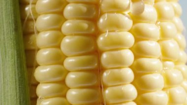 Mısır koçanı ve yeşil yaprak, tahıllardan bir damla su akar, makro çekim. Kamera aşağı kayıyor..