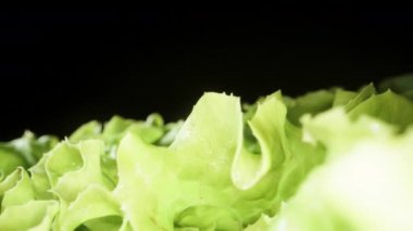 Siyah arka planda marul yaprakları. Dolly kaydırıcı aşırı yakın çekim.