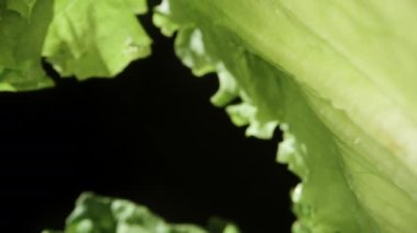 Marul siyah arka planda, kamera da yaprakların arasında. Dolly kaydırıcı aşırı yakın çekim.