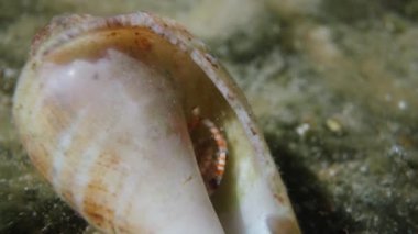 Deniz kabuğundaki küçük bir yengeç, pençeleriyle yiyeceği koparıp tükürüyor. süper makro