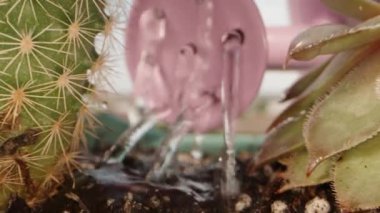 Mini kaktüsleri ve sulu sulama kabını pembe bir tencerede suluyorum. Dolly kaydırıcı aşırı yakın çekim.