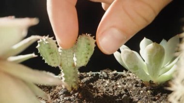 Dikenli mini kaktüse dokunuyorum ve elimi çekiyorum, süper yakın plan..