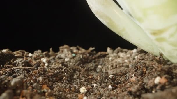 Micro Cactussen Vetplanten Camera Glijdt Doorheen Een Zwarte Achtergrond Extreme — Stockvideo