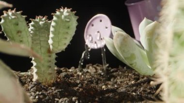 Küçük bir sulama kutusundan mini kaktüsleri sularım. aşırı yakın çekim.