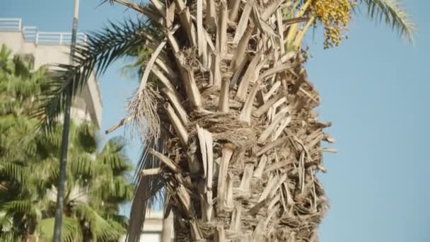 青い空の背景にナツメヤシの木 ボトムアップのビュー 日付が熟す — ストック動画