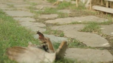 Yavru kedi palmiye ağacının kabuğuyla oynuyor, kamerayı gördü ve korktu..