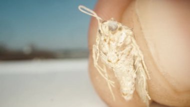 Elimde ölü bir güve var ve ona bakıyorum, süper makro.