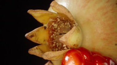 Taç, nar meyvesinin üstü, arka planda, kamera kırmızı taneler boyunca kayar. Dolly kaydırıcı aşırı yakın çekim.