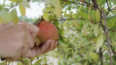 Olgun bir narı çalılığın tam ortasından kestim, kırmızı meyve suyu elime damlıyordu. yakın plan.