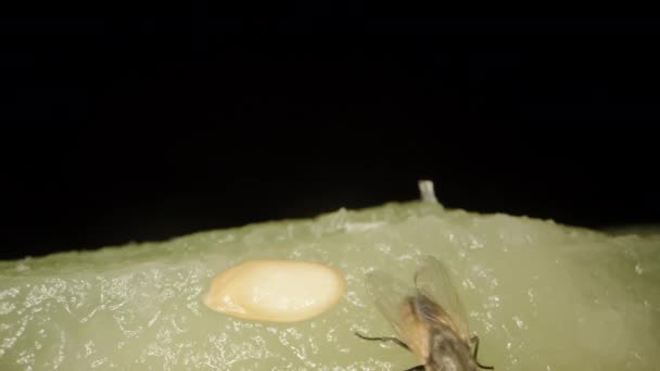 一只苍蝇从甜瓜上飞过 吃了它 在黑色的背景上吃了一个超级大个儿 — 图库视频影像