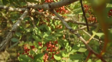Pistacia mercimeği. Schinus terebinthifolius. Dolly kaydırıcı aşırı yakın çekim.