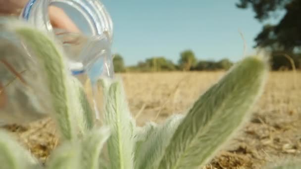 Een Woestijnplant Met Wit Haar Die Het Water Geeft Uit — Stockvideo