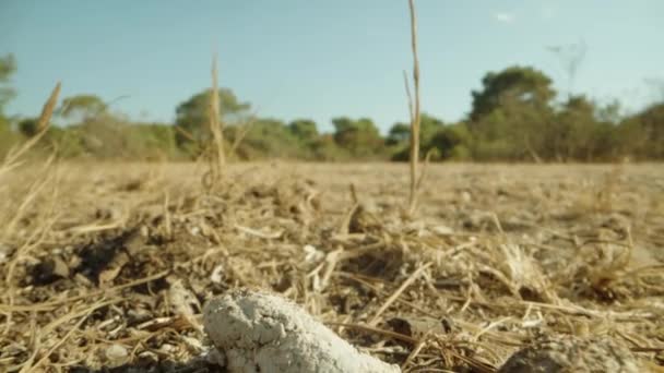 砂漠で乾燥した白い動物の排泄物 ドリースライダー極端なクローズアップ — ストック動画