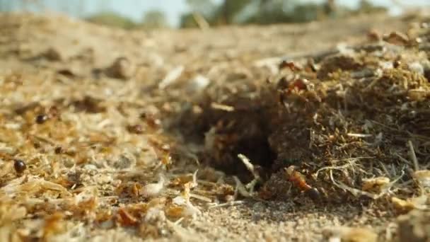 一群蚂蚁把树枝带到它们的蚁丘中 多利滑翔机极端特写 — 图库视频影像