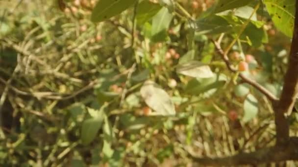 Pistacia Lentiscus Schinus Terebinthifolius Dolly Slider Extreme Close — Stok Video