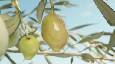 Ağaçta yeşil zeytinler, mavi gökyüzü, makro.