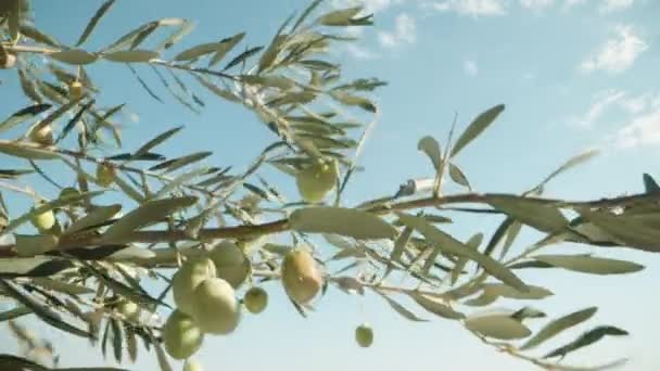 Azeitonas Verdes Uma Árvore Contra Céu Azul Vento Agita Ramos — Vídeo de Stock