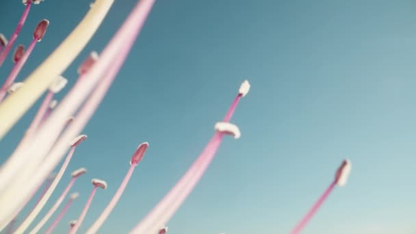 Капелюшна Квітка Рожевими Тичинками Тлі Блакитного Неба Доллі Повзунок Екстремально — стокове відео