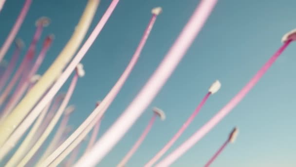 Капелюшна Квітка Рожевими Тичинками Тлі Блакитного Неба Доллі Повзунок Екстремально — стокове відео