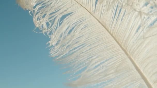 青い空を背景に 鳥からの大きな白い羽が風に揺れ 極端なクローズアップ — ストック動画
