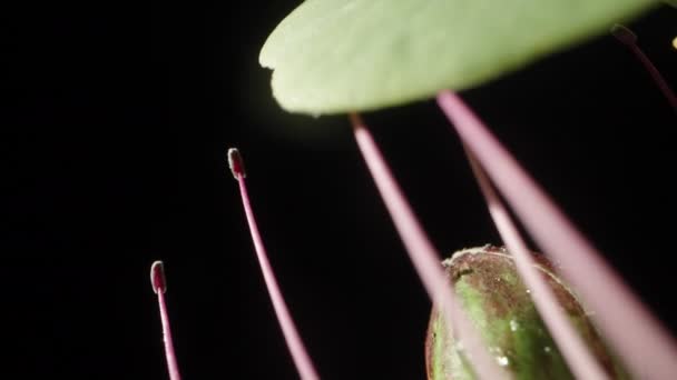 Eine Kapernblüte Und Ungeöffnete Knospen Auf Einem Zweig Dolly Slider — Stockvideo