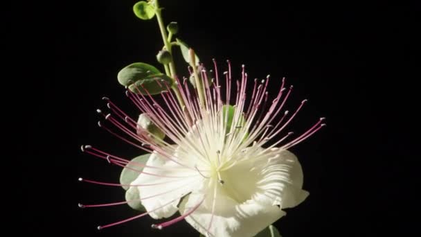 Egy Kapribogyó Virág Bontatlan Rügyek Egy Ágon Forgatás Közelkép — Stock videók