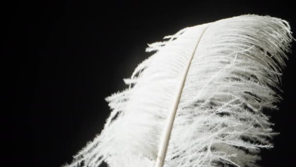 Ένα Μεγάλο Λευκό Φτερό Πουλιού Ταλαντεύεται Στον Άνεμο Μαύρο Φόντο — Αρχείο Βίντεο