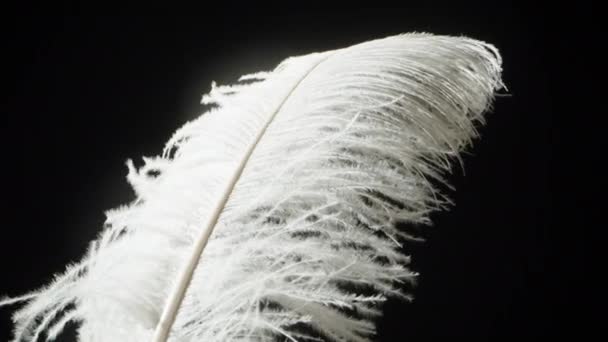 一只白色的大鸟的羽毛在风中在黑色的背景上飘扬 — 图库视频影像