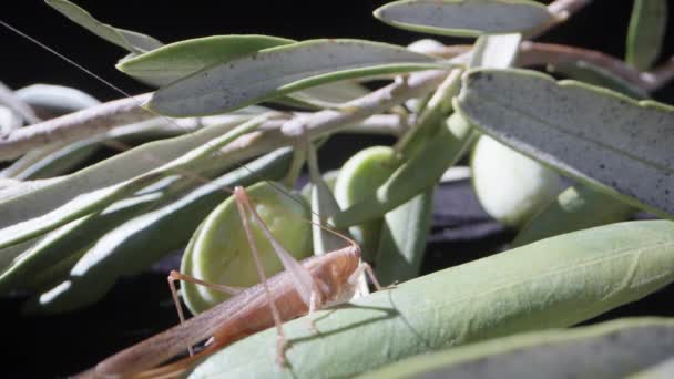 一只蚱蜢坐在一棵橄榄树的叶子上 — 图库视频影像
