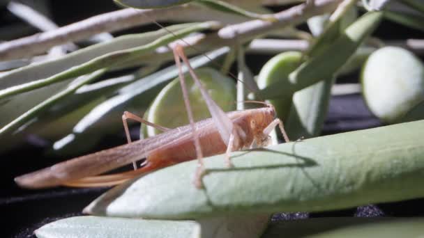 一只蚱蜢坐在一棵橄榄树的叶子上扭动着他的胡须 — 图库视频影像