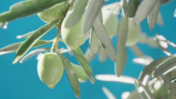 Green Olives Tree Dripping Oil Them Blue Background Close — Stock Video