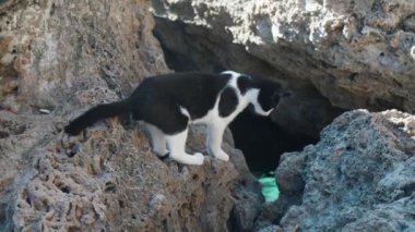 Kayalıklardaki siyah beyaz kedi, suya bakıyor.