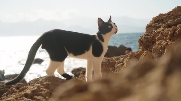 Ασπρόμαυρη Γάτα Περπατά Στα Βράχια Της Θάλασσας — Αρχείο Βίντεο