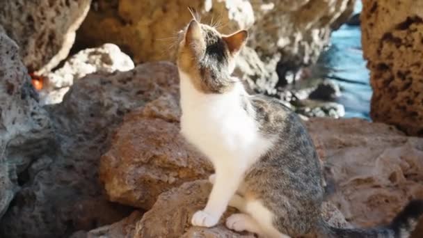 Kočka Sedí Skalách Moři Mňouká — Stock video