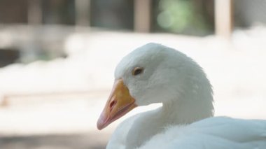 Mavi gözlü beyaz bir kaz kameraya bakar, yakından..