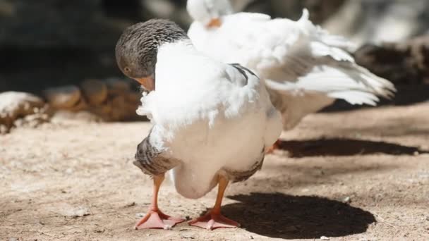 两只鹅 灰的和白的 用它们的嘴清洁它们的羽毛 后续行动 — 图库视频影像
