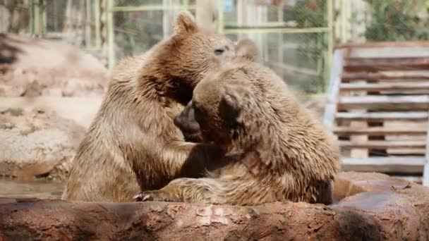 Two Brown Bears Fighting Water Slow Motion — Stock Video