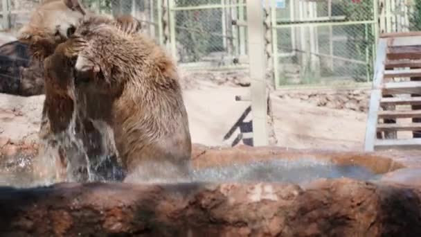 Dos Osos Pardos Están Peleando Agua Cámara Lenta Zoológico — Vídeos de Stock