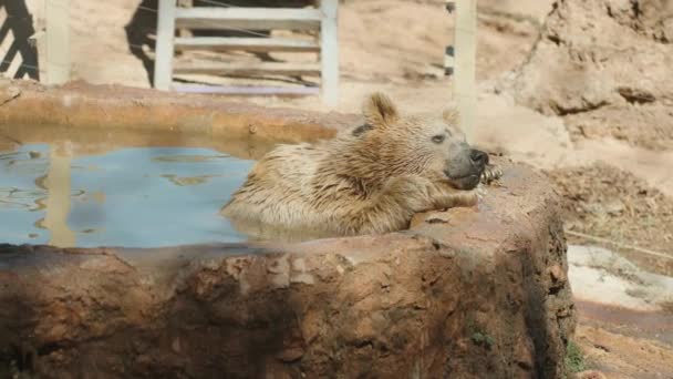 Egy Barna Medve Fekszik Vízben Napon — Stock videók