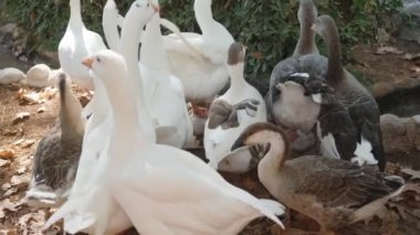 Beyaz ve gri kaz sürüsü benden kaçıp kayalara çarpıyor..