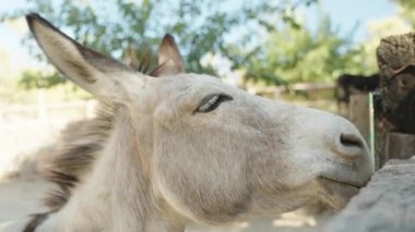 Eşek ağılda dikiliyor ve kameraya yakından bakıyor..
