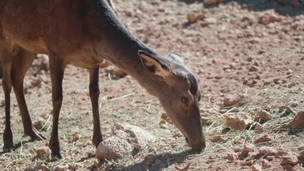 Ένα Ελάφι Μια Έρημη Τρώει Απομεινάρια Του Ξηρού Χόρτου — Αρχείο Βίντεο